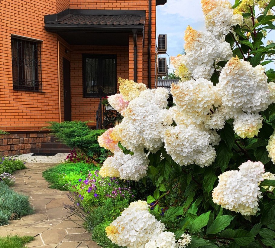 Гортензия метельчатая Лаймлайт