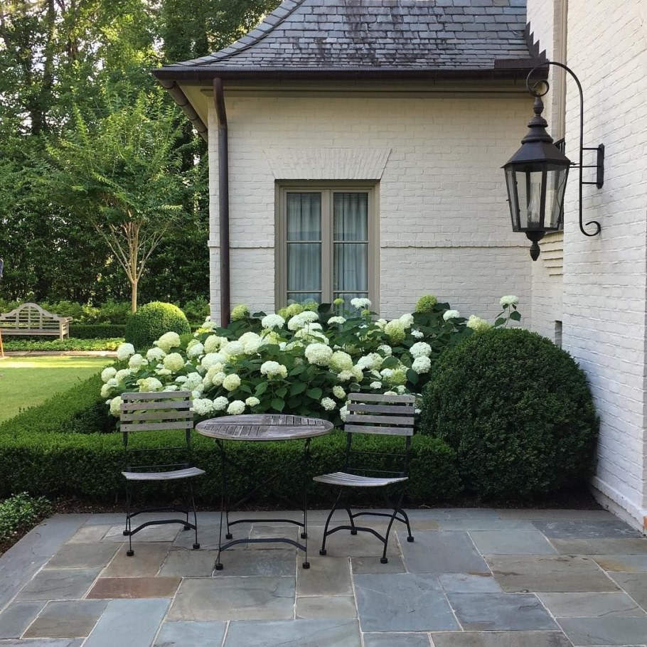 Гортензия черешковая синяя