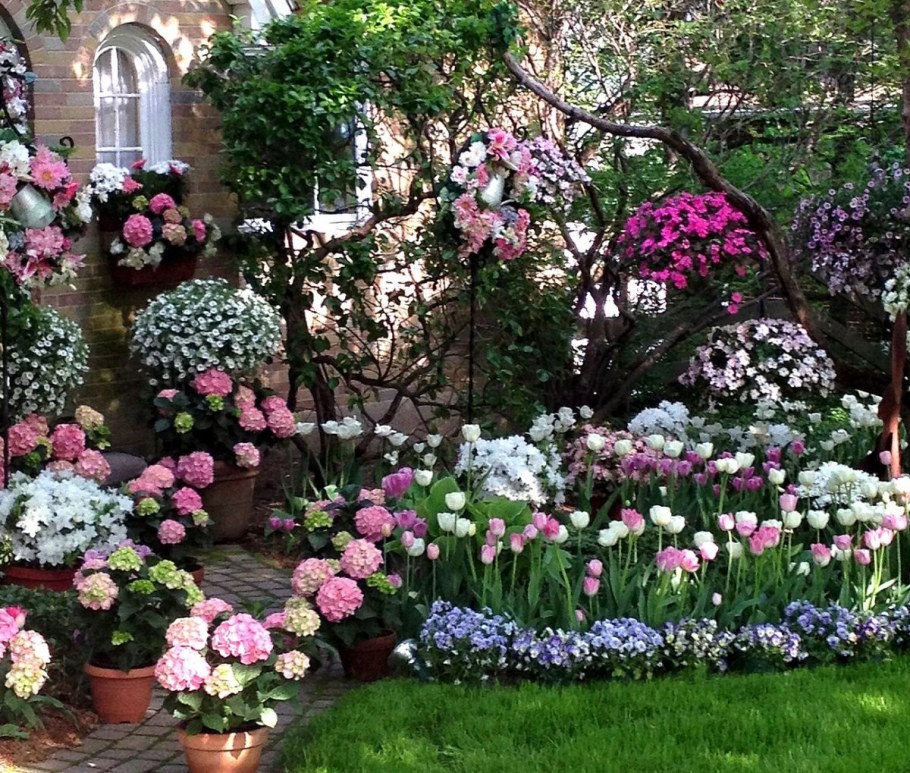 Роза бьютифул Гарден