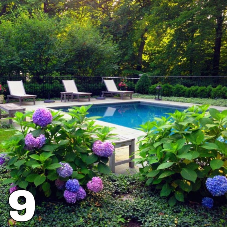 Гортензия в ландшафте