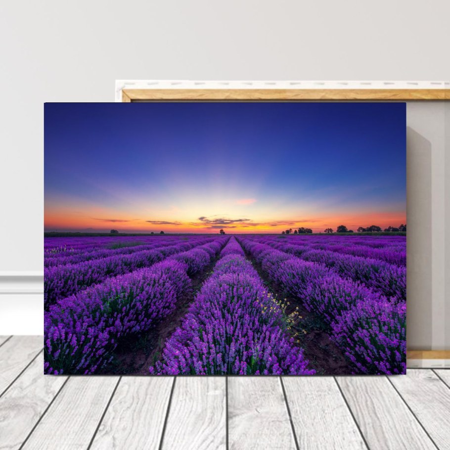 Лавандовое поле Анапа