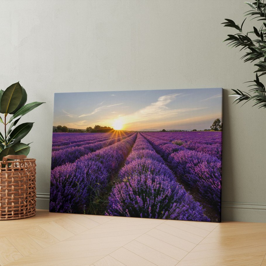 Лавандовое поле Анапа