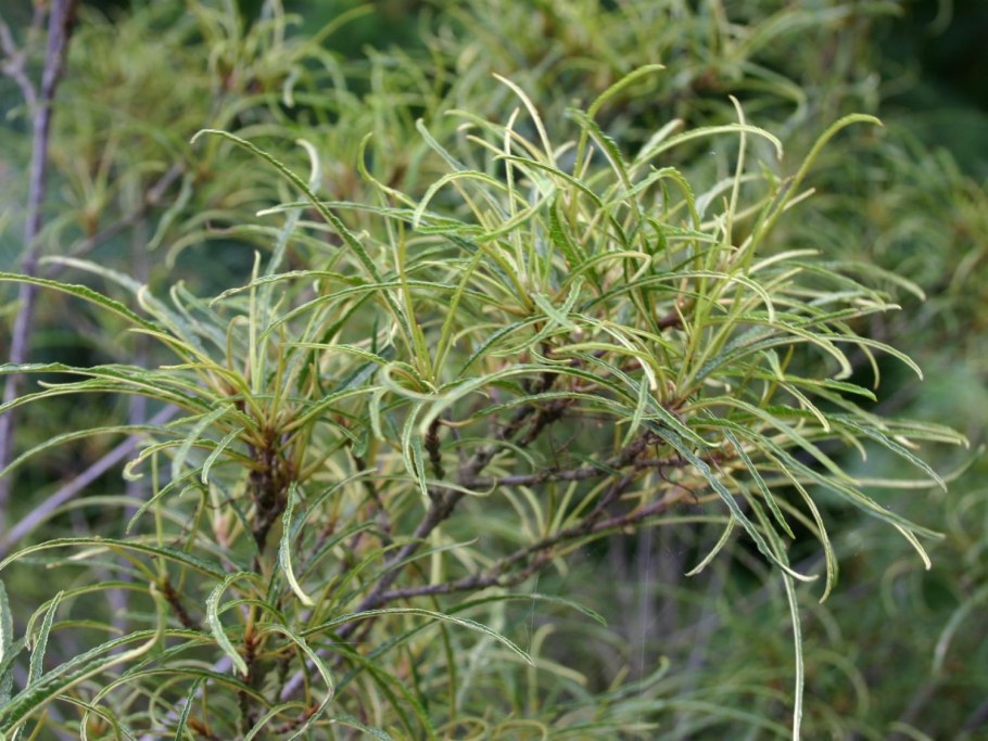 Крушина ломкая Asplenifolia