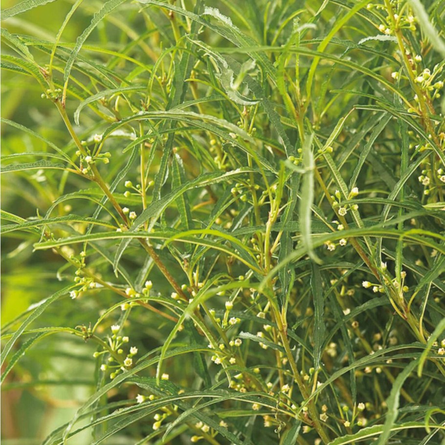 Крушина ломкая Fine line