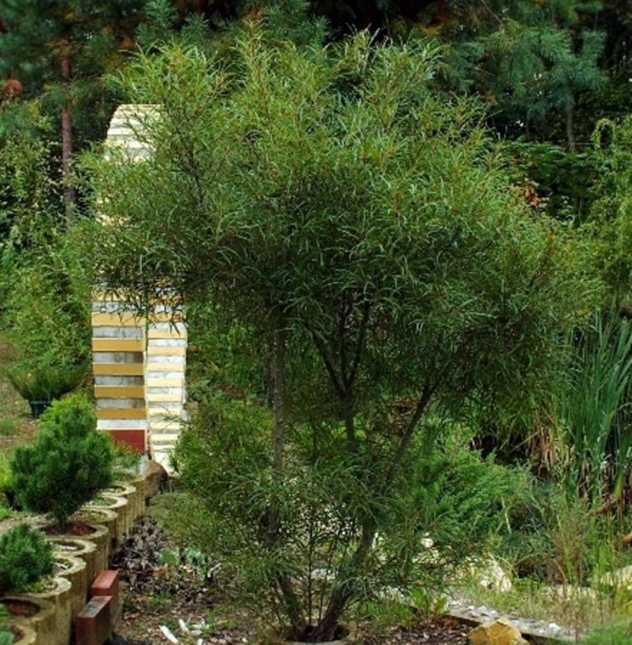 Крушина ломкая (жостер) Аспленифолия Frangula (Rhamnus) Aspleniifolia