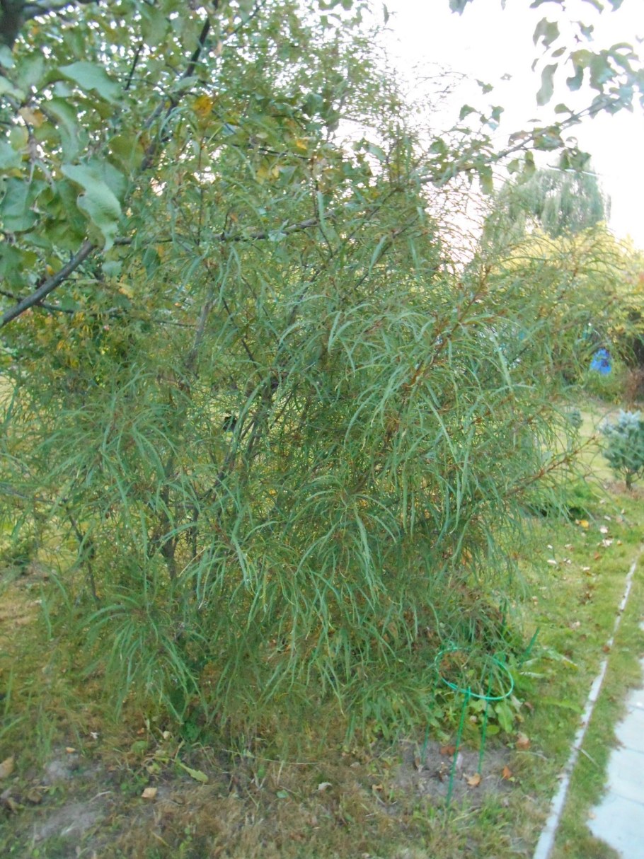 Туя Аспленифолия