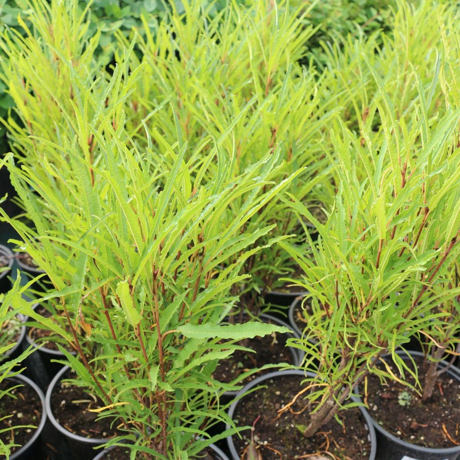 Крушина ломкая 'Fastigiata'