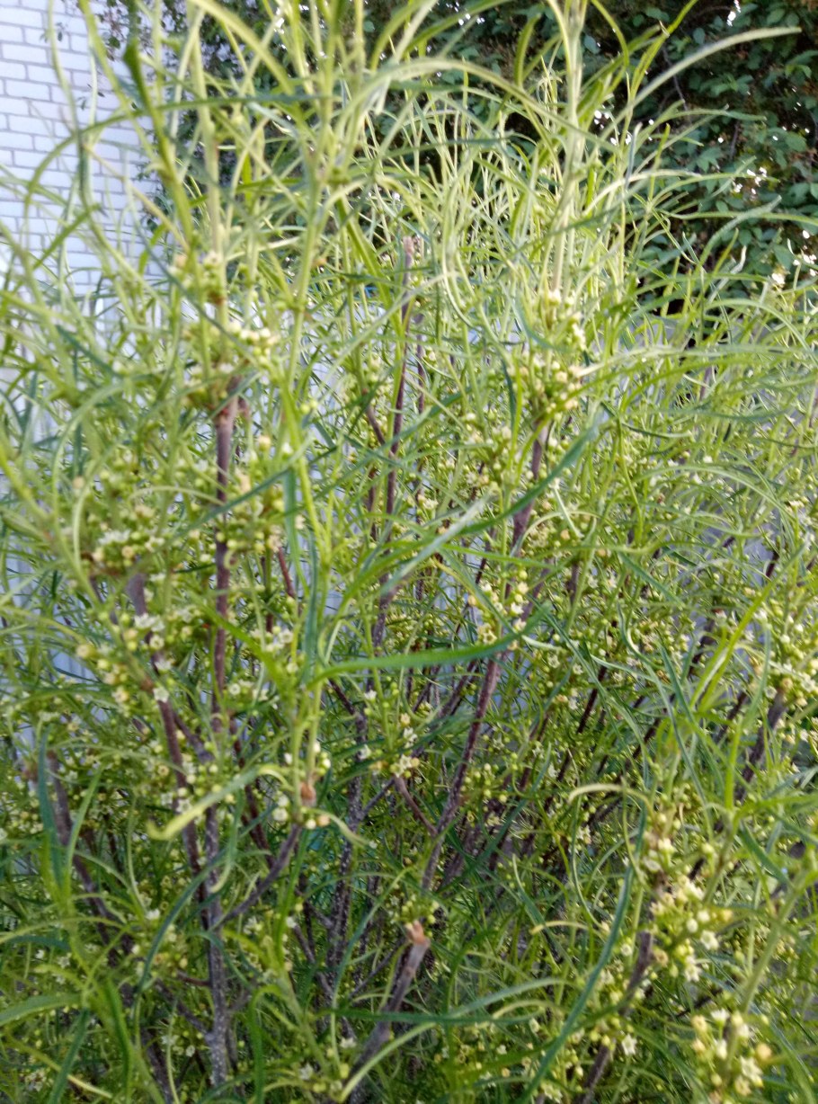 Крушина ломкая Asplenifolia