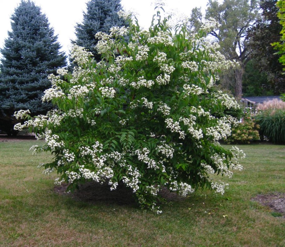 Heptacodium miconioides — Хептакодиум — Гептакодиум
