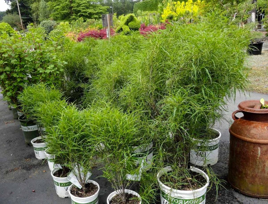 Крушина ломкая 'Aspleniifolia'