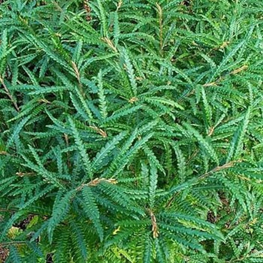 Крушина ломкая Файн лайн