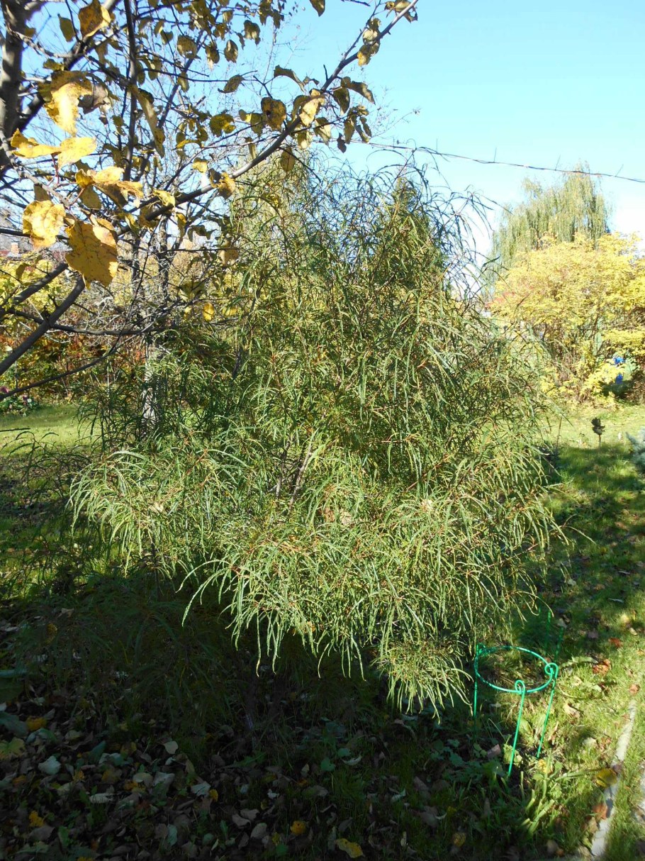 Туя нитевидная Филиформис