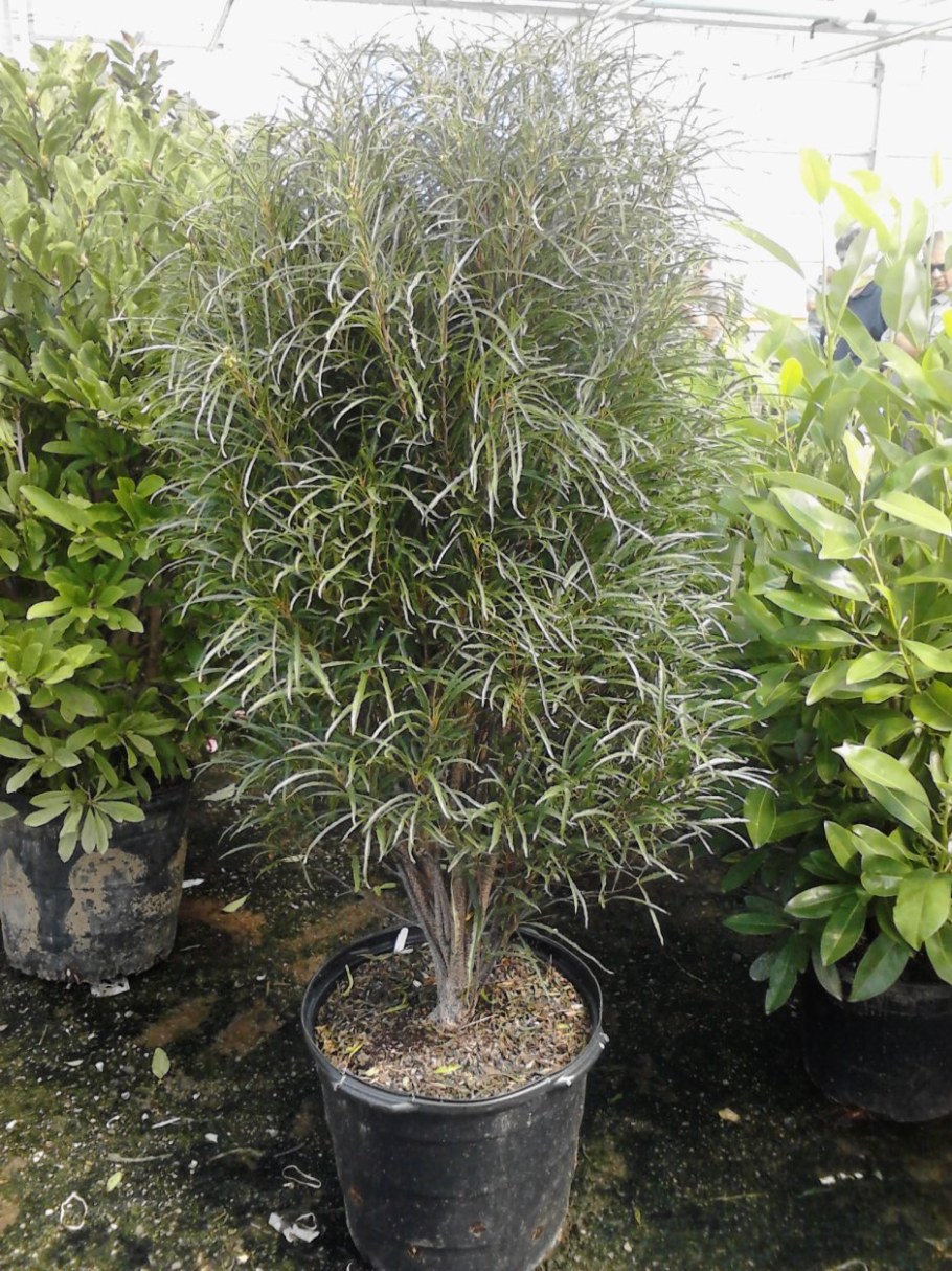 Rhamnus Frangula 'Aspleniifolia'