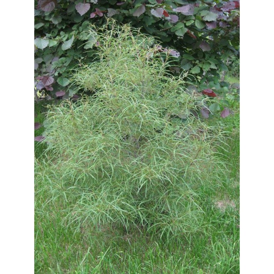 Rhamnus Frangula 'Aspleniifolia'