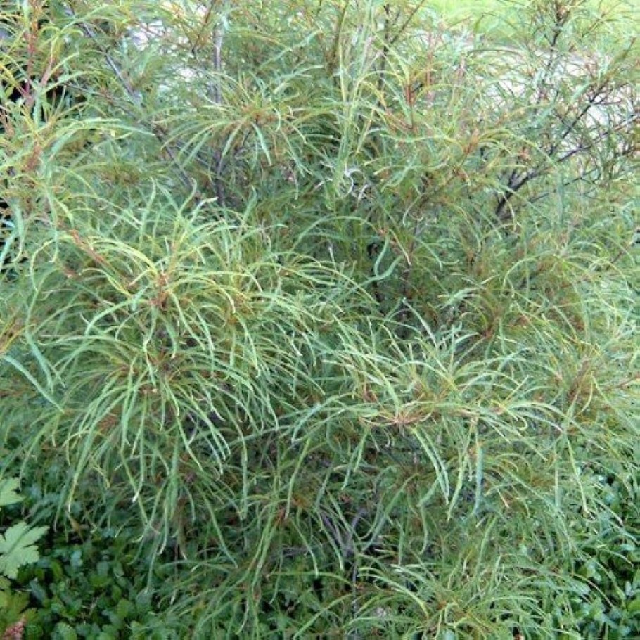 Rhamnus (Крушина) Frangula Aspleniifolia