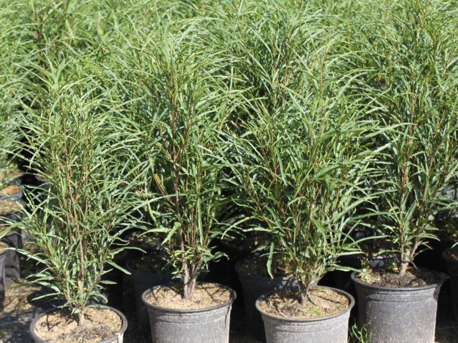 Крушина ломкая Fine line