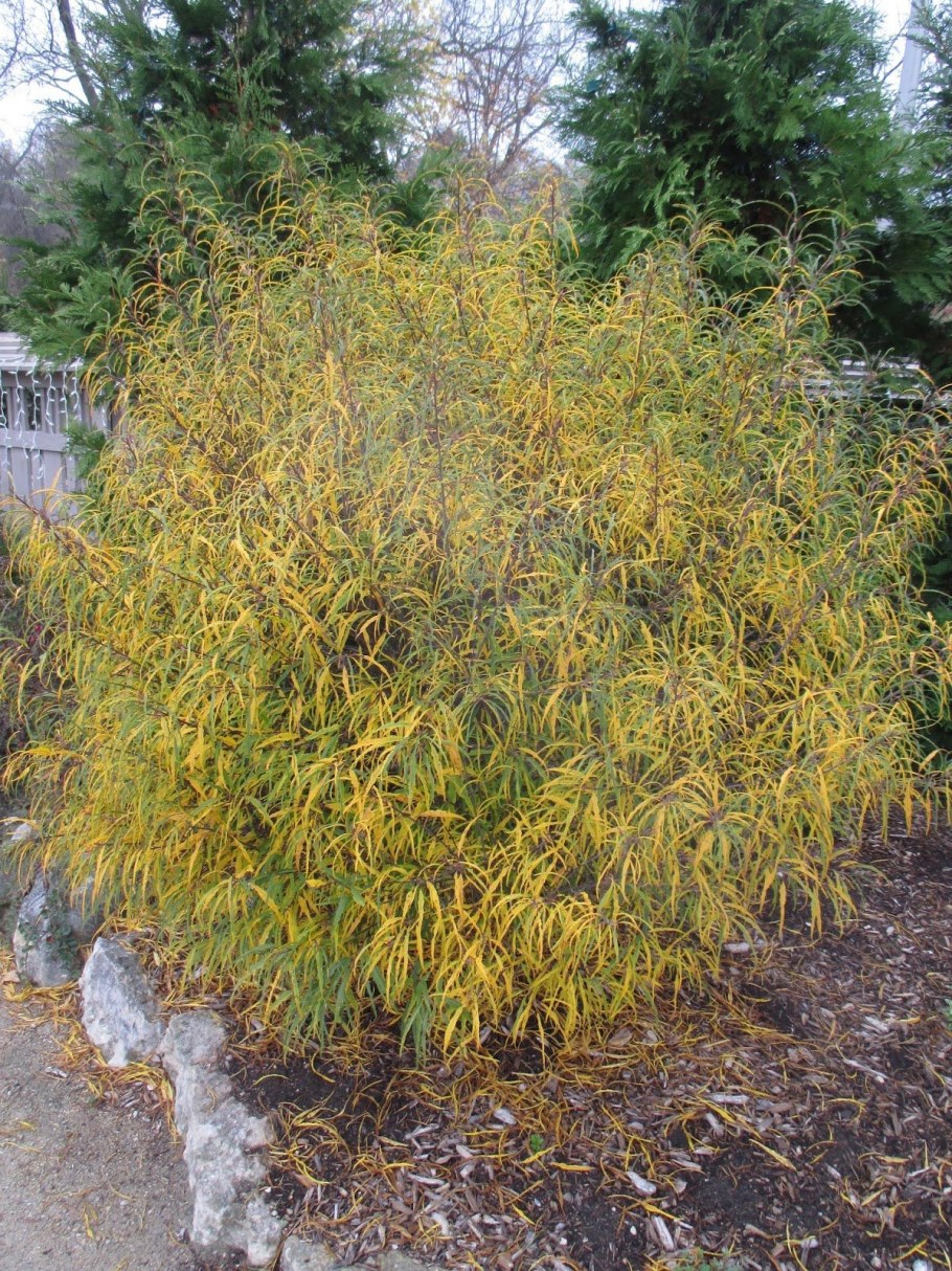 Крушина ломкая (ольховидная) Аспленифолия