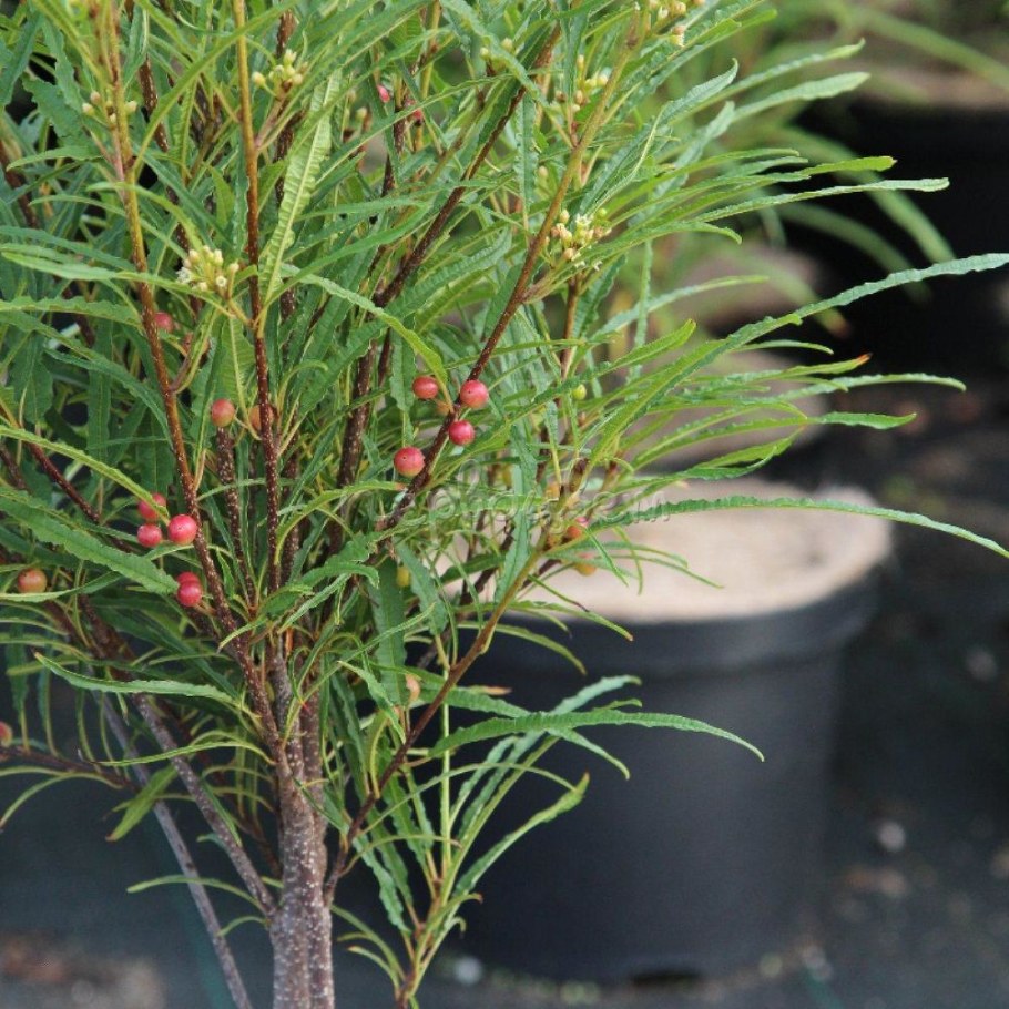 Крушина ломкая ольховидная Файн лайн