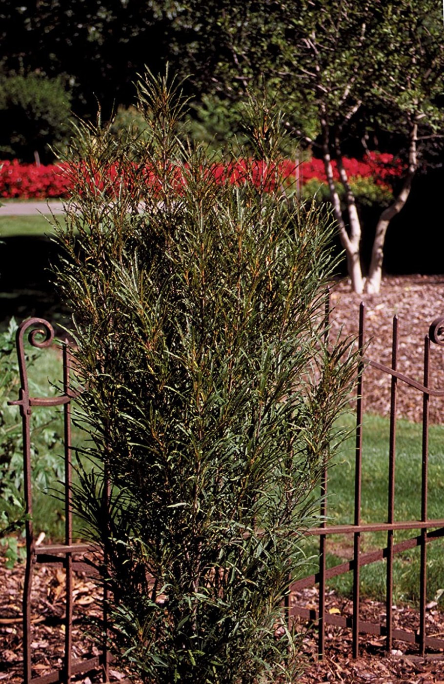 Крушина ломкая Аспленифолия