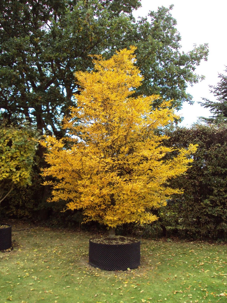 Fagus sylvatica Aspleniifolia compacta