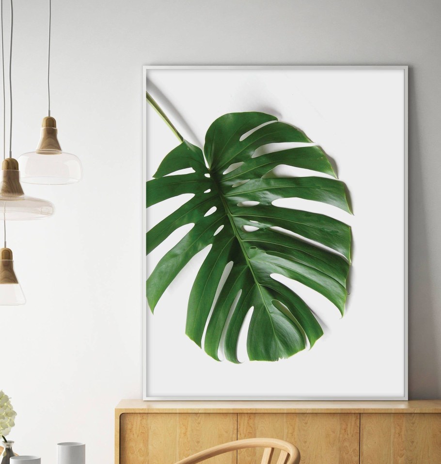 Монстера деликатесная Альба в интерьере