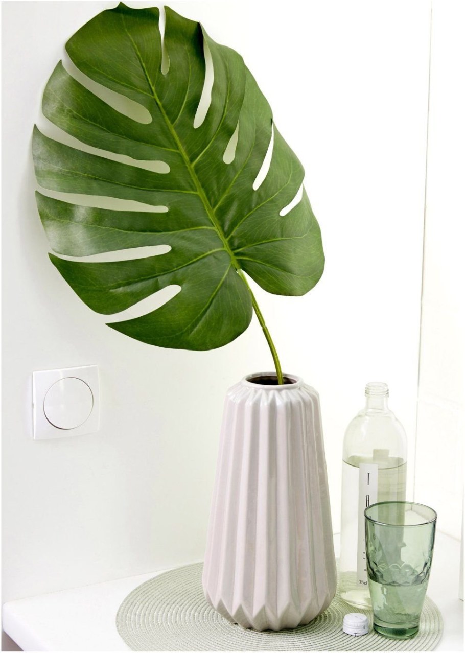 Монстера Ароидные