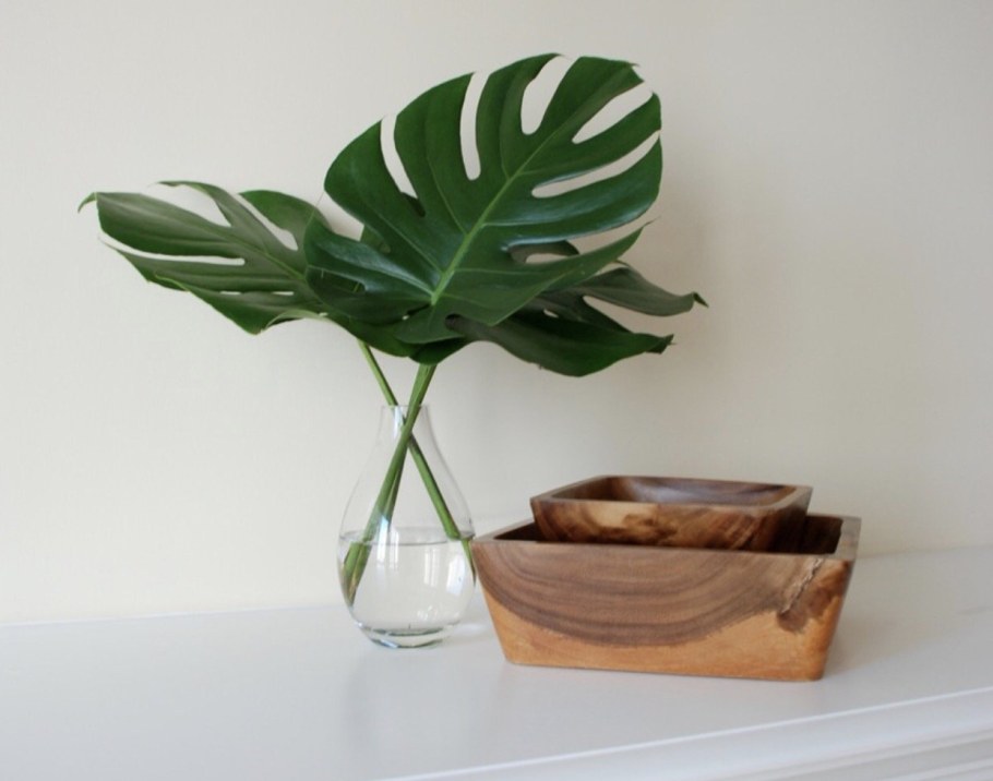 Монстера деликатесная Monstera