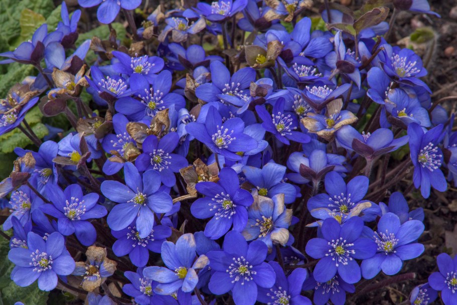 Печеночница благородная (hepatica Nobilis)