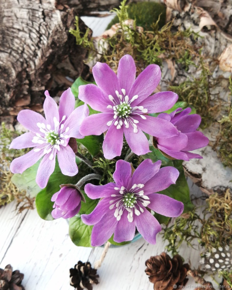 Печеночница Альба