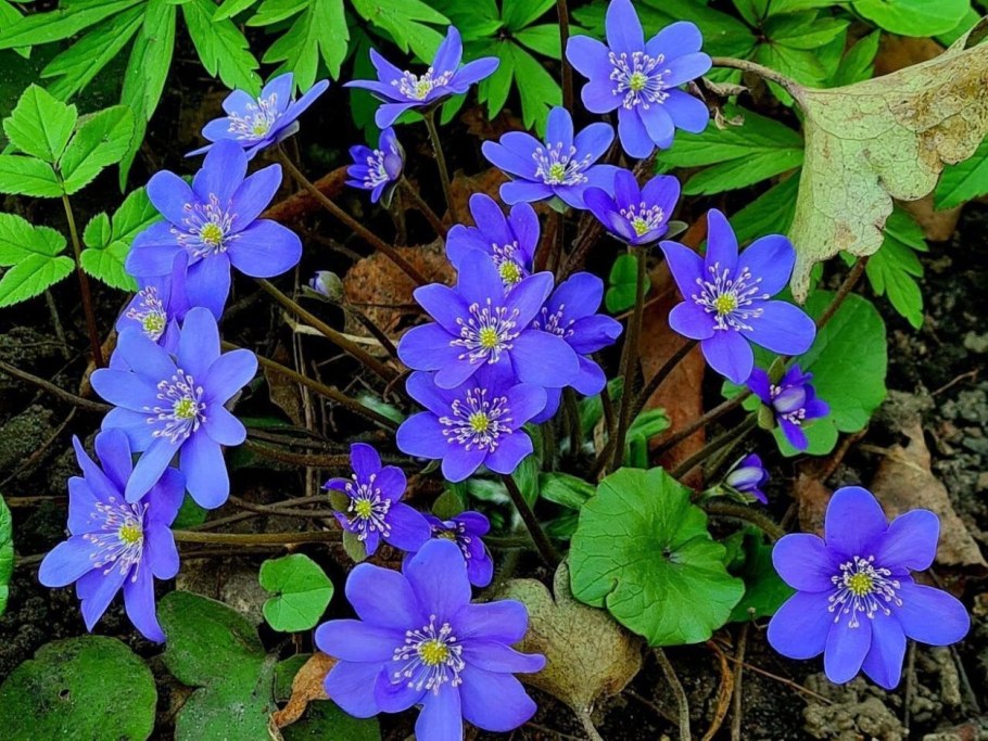 Печеночница остродольчатая белая