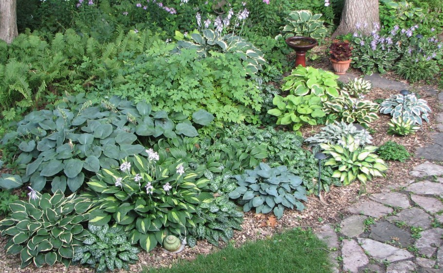 Хоста и Медуница на клумбе