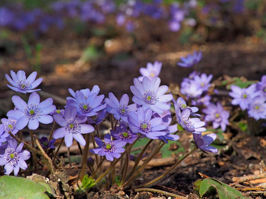 Печеночница белая