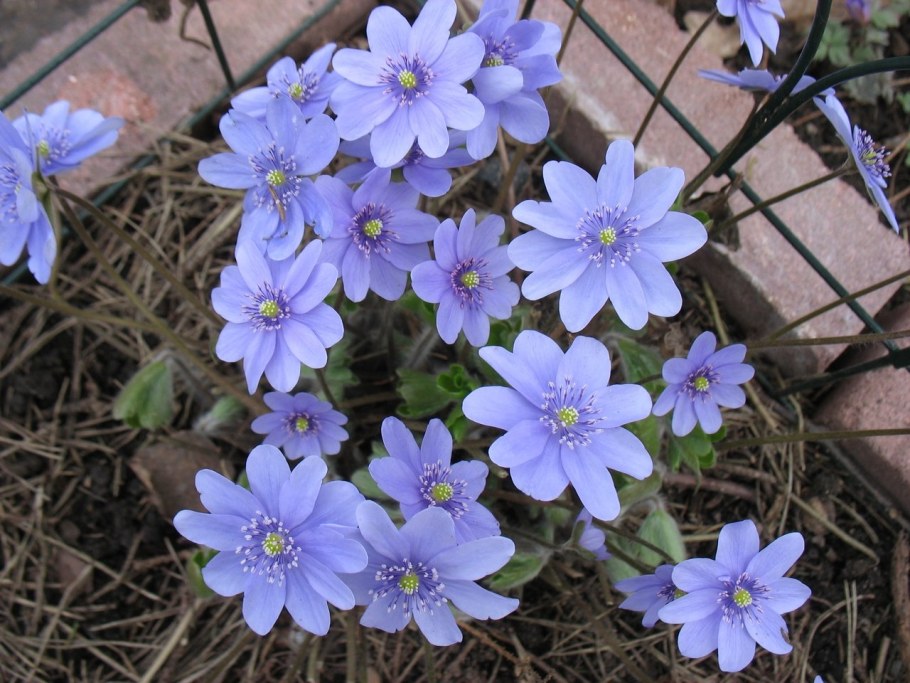 Печеночница американская