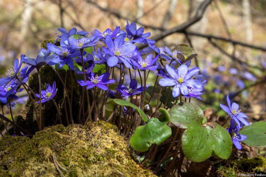Подснежники голубые