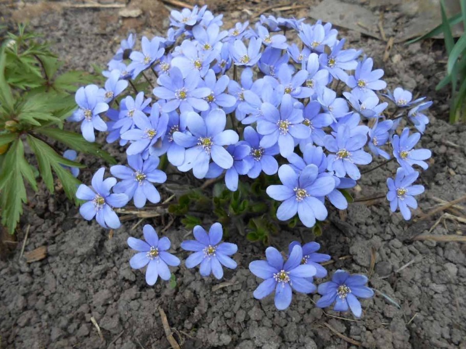 Первоцвет печеночница