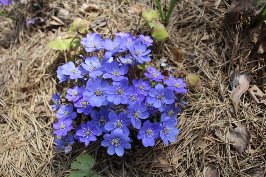 Печеночница махровая