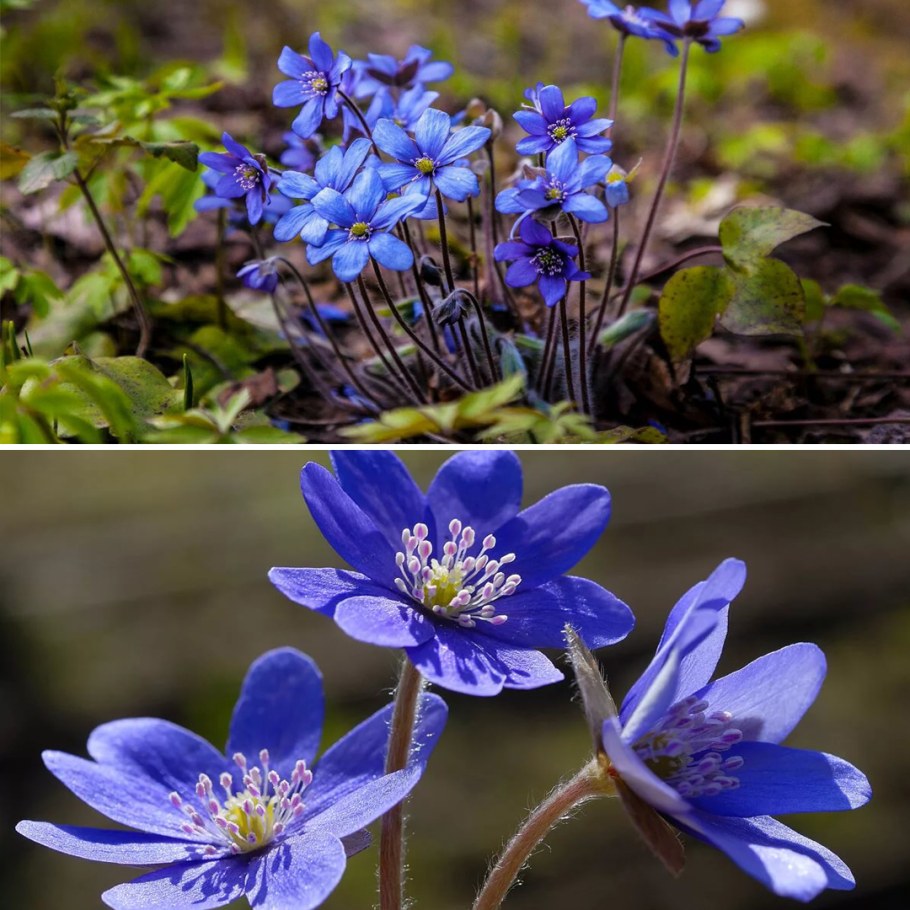 Печеночницы благородлная