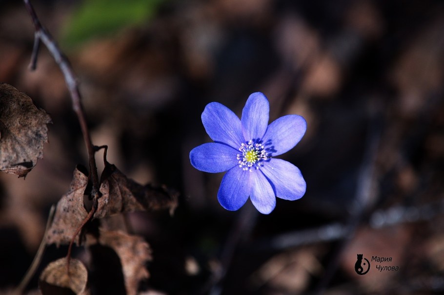 Перелеска голубая цветок