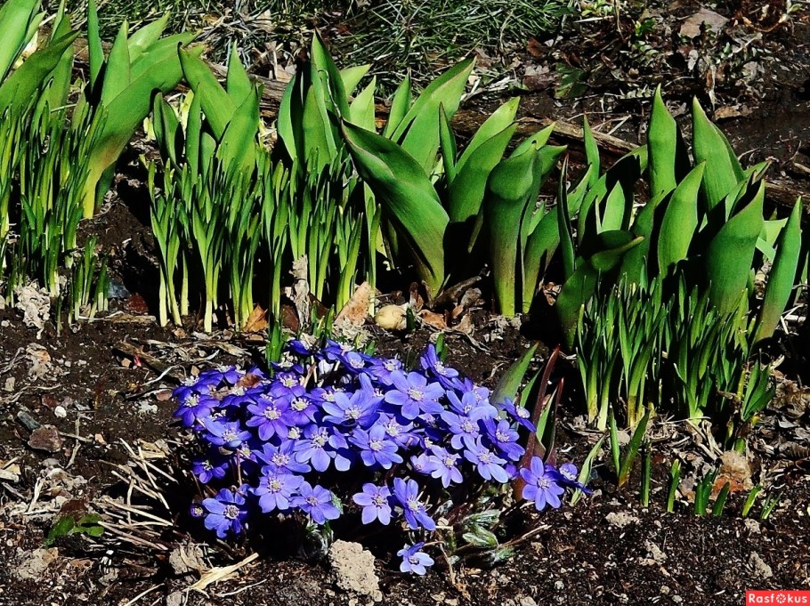 Печеночница благородная Садовая