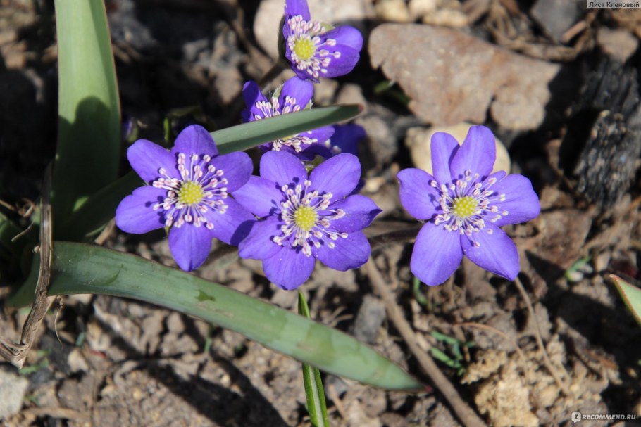 Печеночница Нобилис