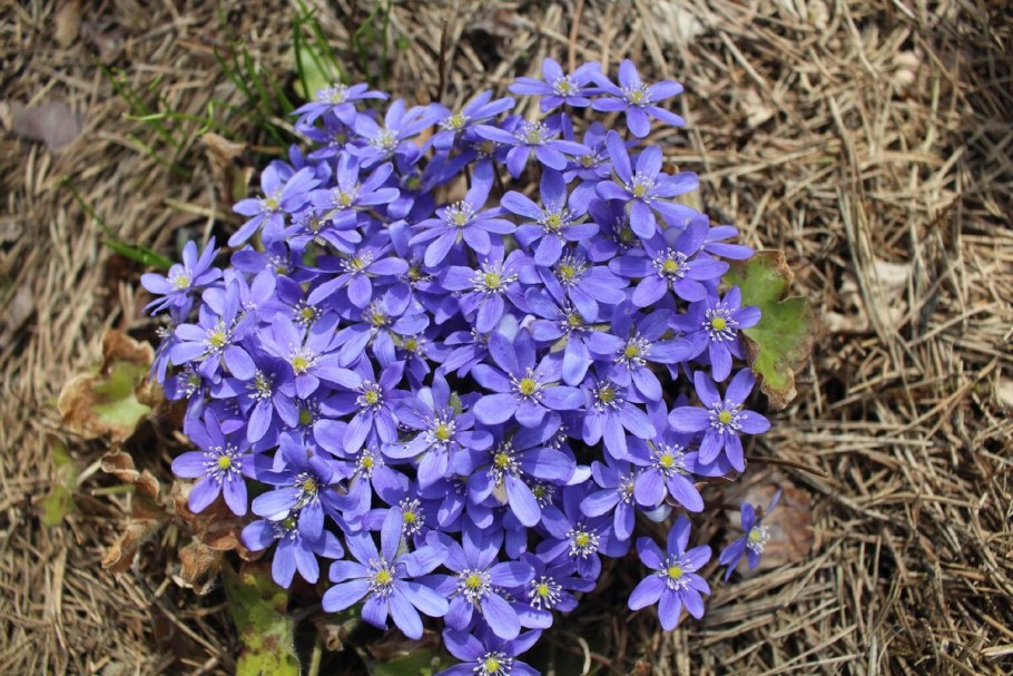 Первоцвет печеночница