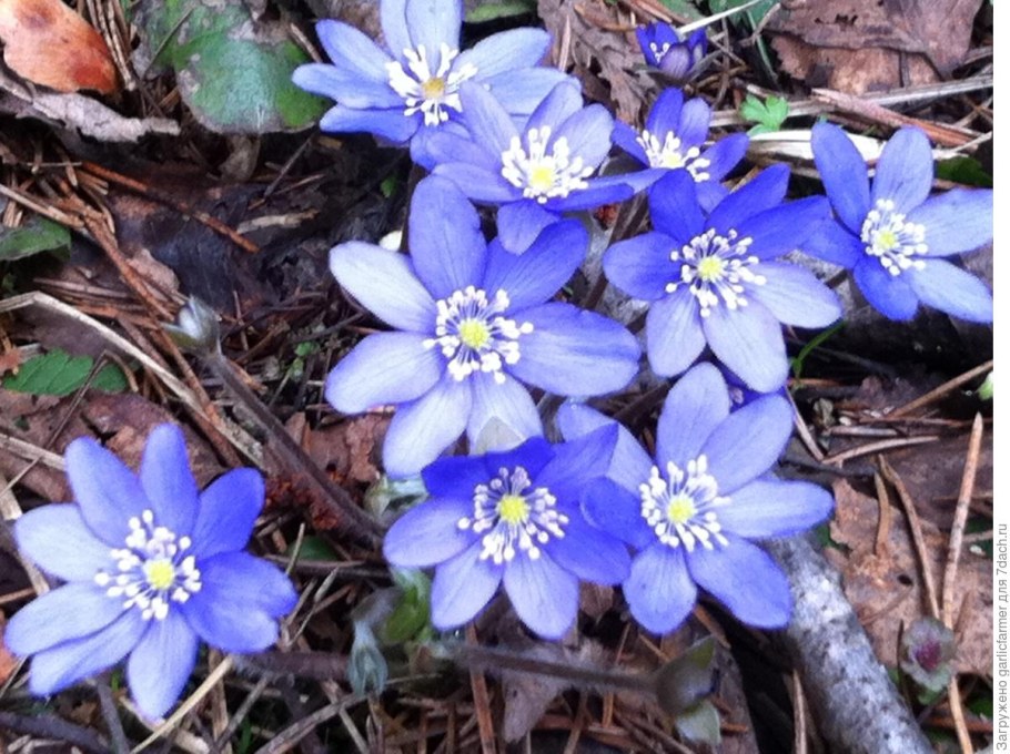 Печеночница листья