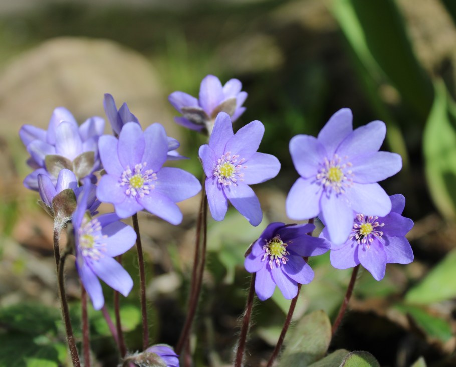 Печеночница махровая