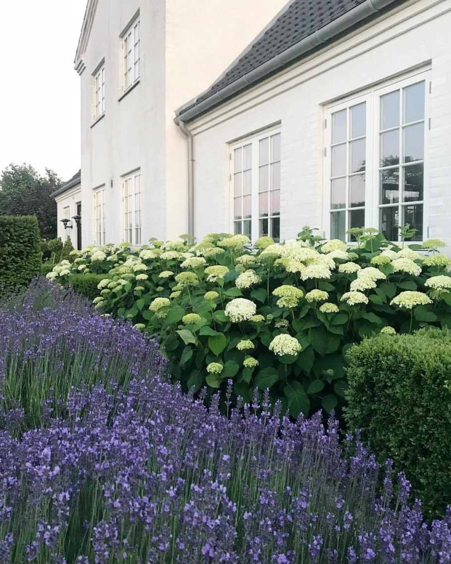 Миксбордер Хайди Клум