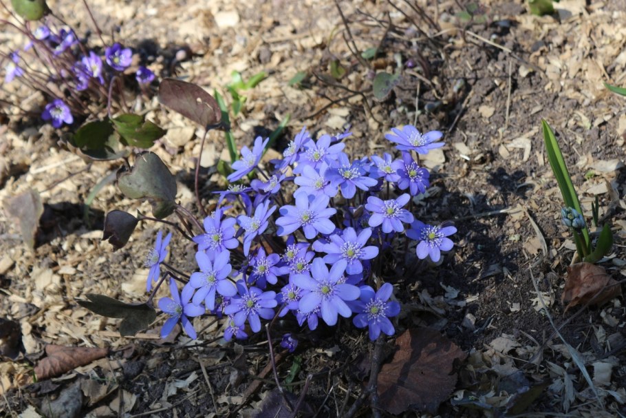 Печеночница благородная (hepatica Nobilis)
