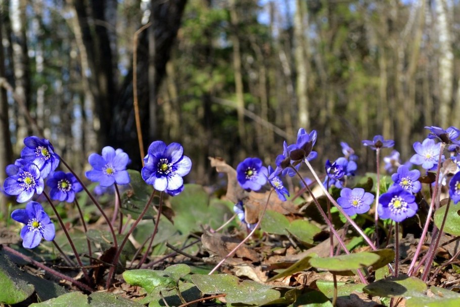 Печеночница Блю Форест