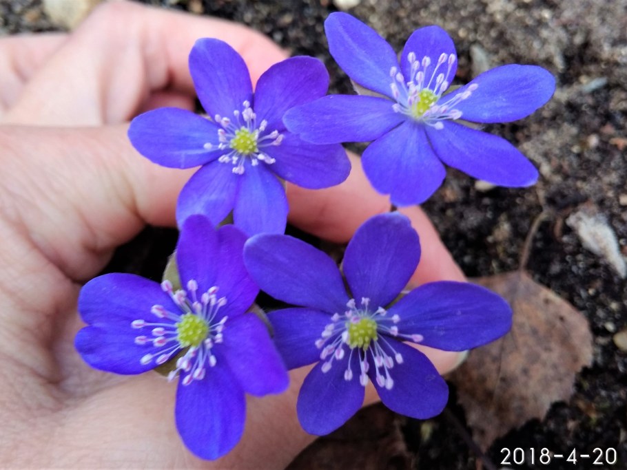 Печеночница цветок