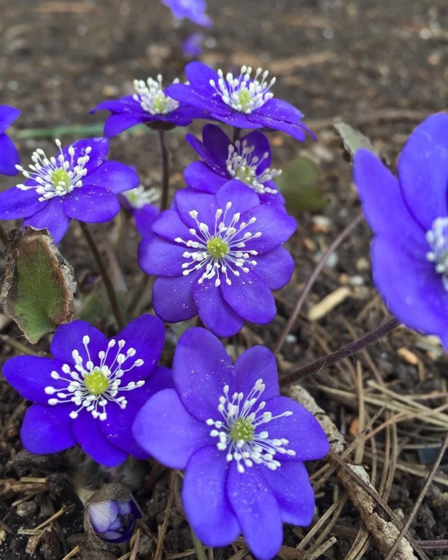 Печеночница благородная (hepatica Nobilis)