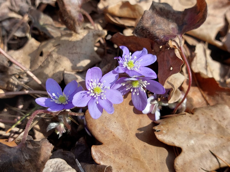 Печеночница остродольчатая