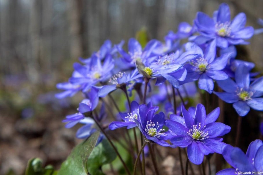 Печеночница юлагородная